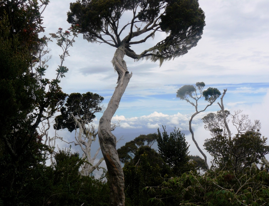 Mt Kinabalu (98)
